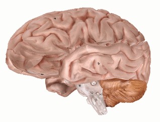 DECOUVREZ LE CERVEAU EN 3D
